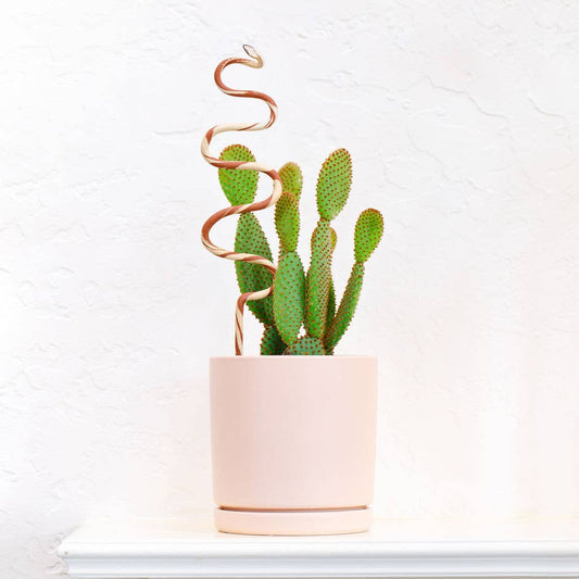 Snake Plant Stake | Ivory + Terracotta