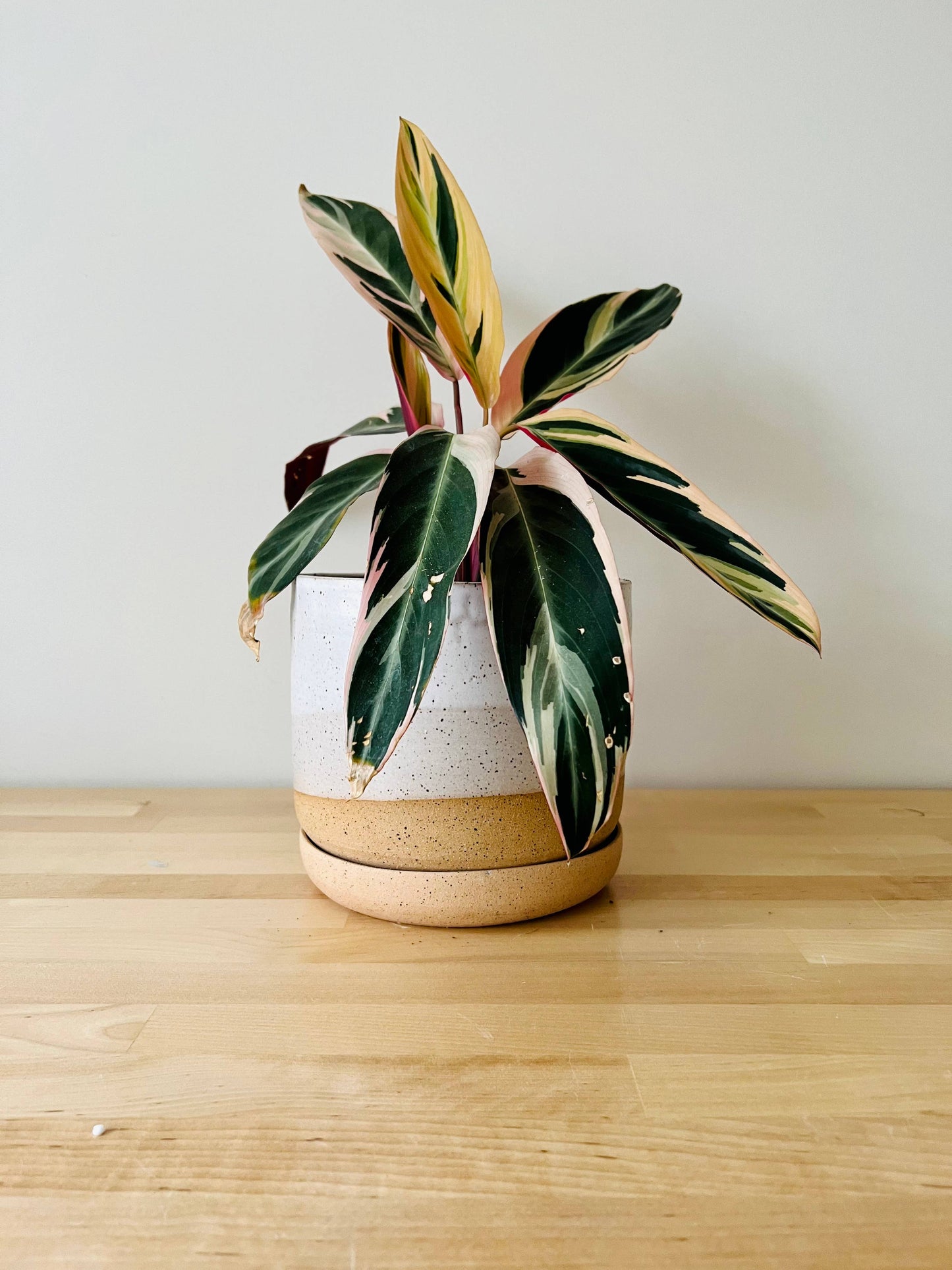 High Desert Planter | Large