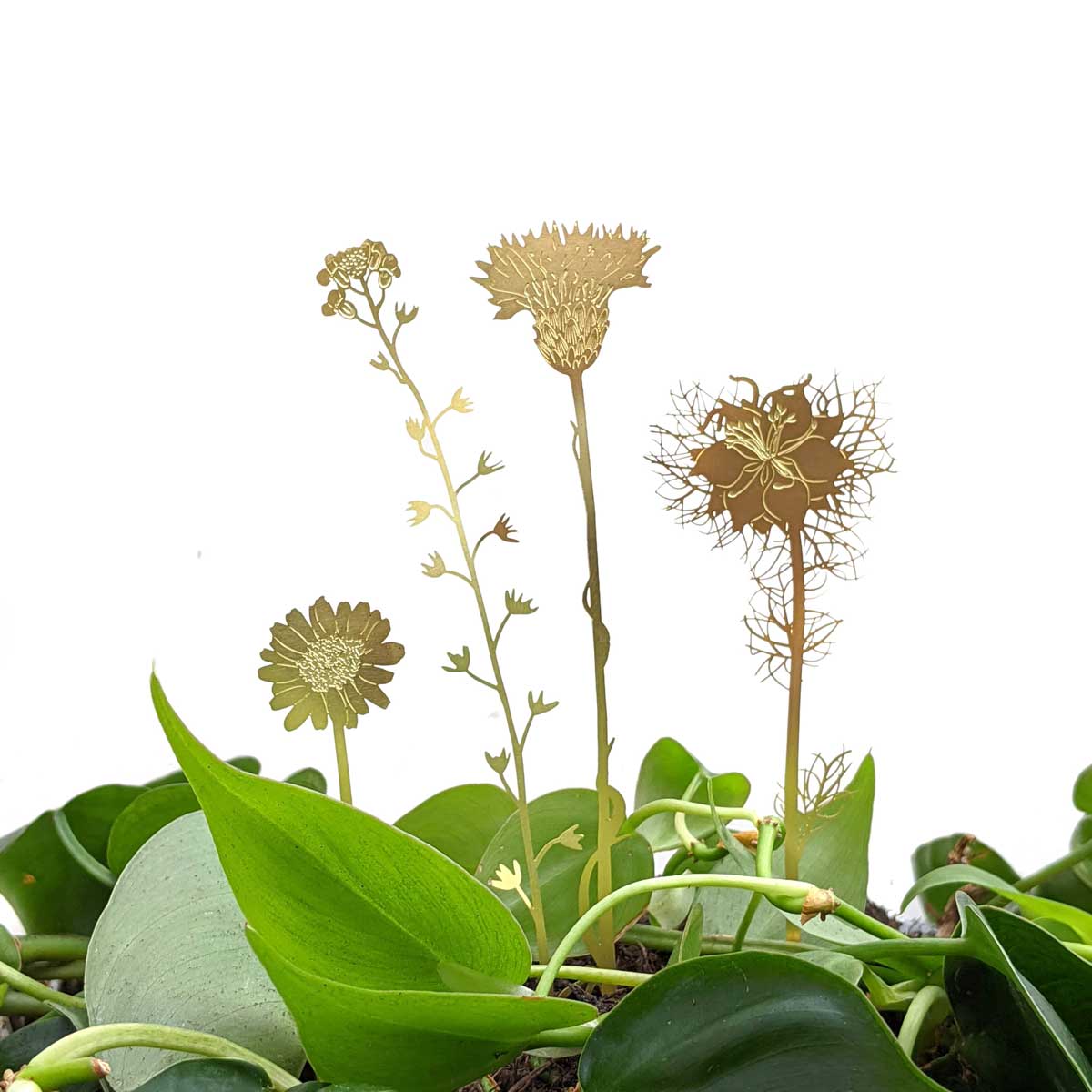 Brass Wildflower Blooms