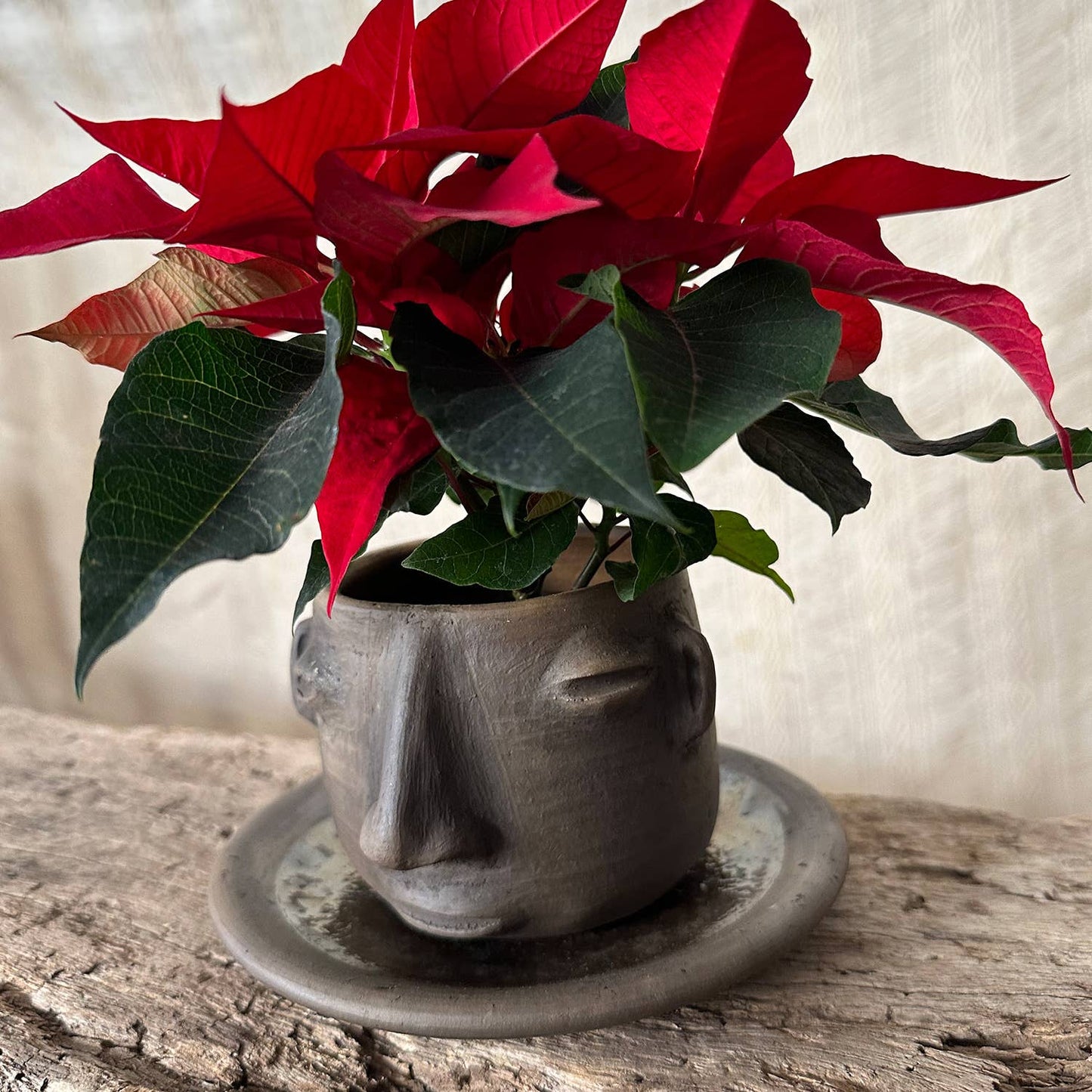 Potted poinsettia plant in a face-shaped pot on a wooden surface with a neutral background