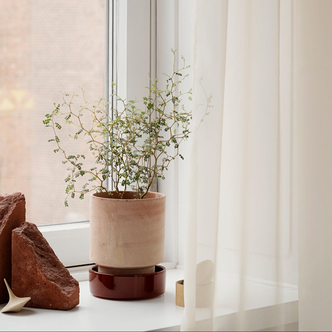 A terracotta pot with a plant in it, placed on a windowsill with a white curtain to the foreground and a red object to the left.
