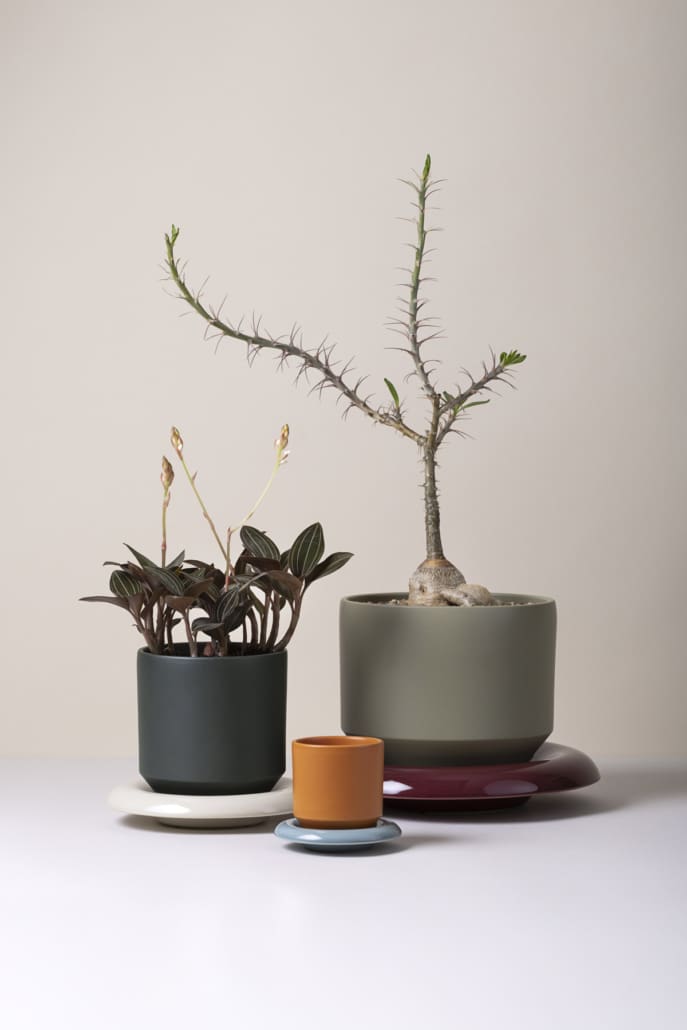 Lily Glazed Pot & Saucer | Sage Green & Deep Burgundy