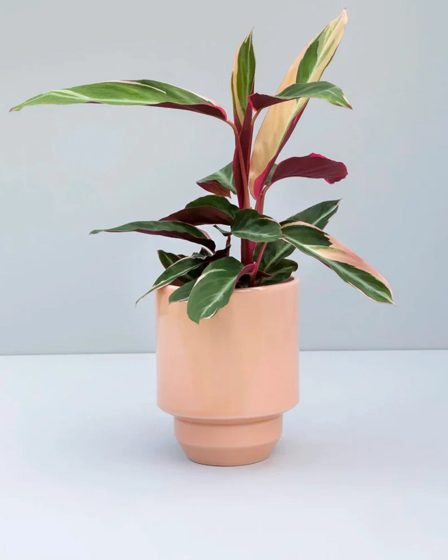 A pink terracotta pot with a plant, showing a simple modern design indicative of Scandinavian style.