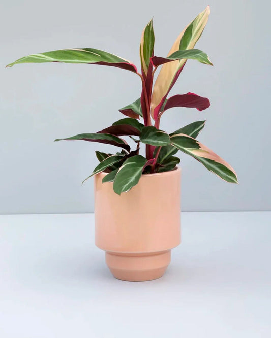 Hoff Glazed Pot I Quartz Rose (5")
