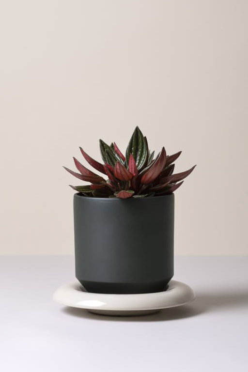Potted plant on a white surface with a plain background