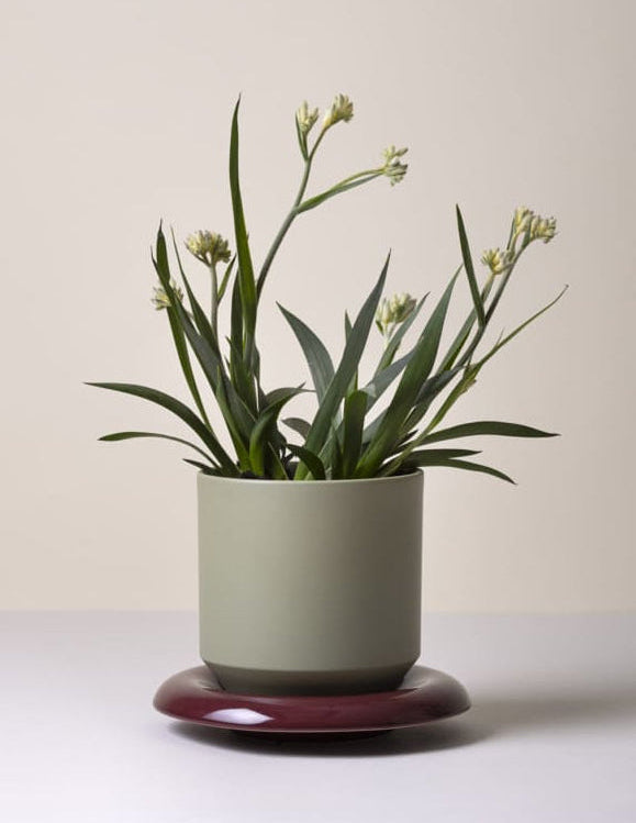 Plant in a cylindrical sage green pot sitting on a burgundy curved saucer set against a white surface with a plain background