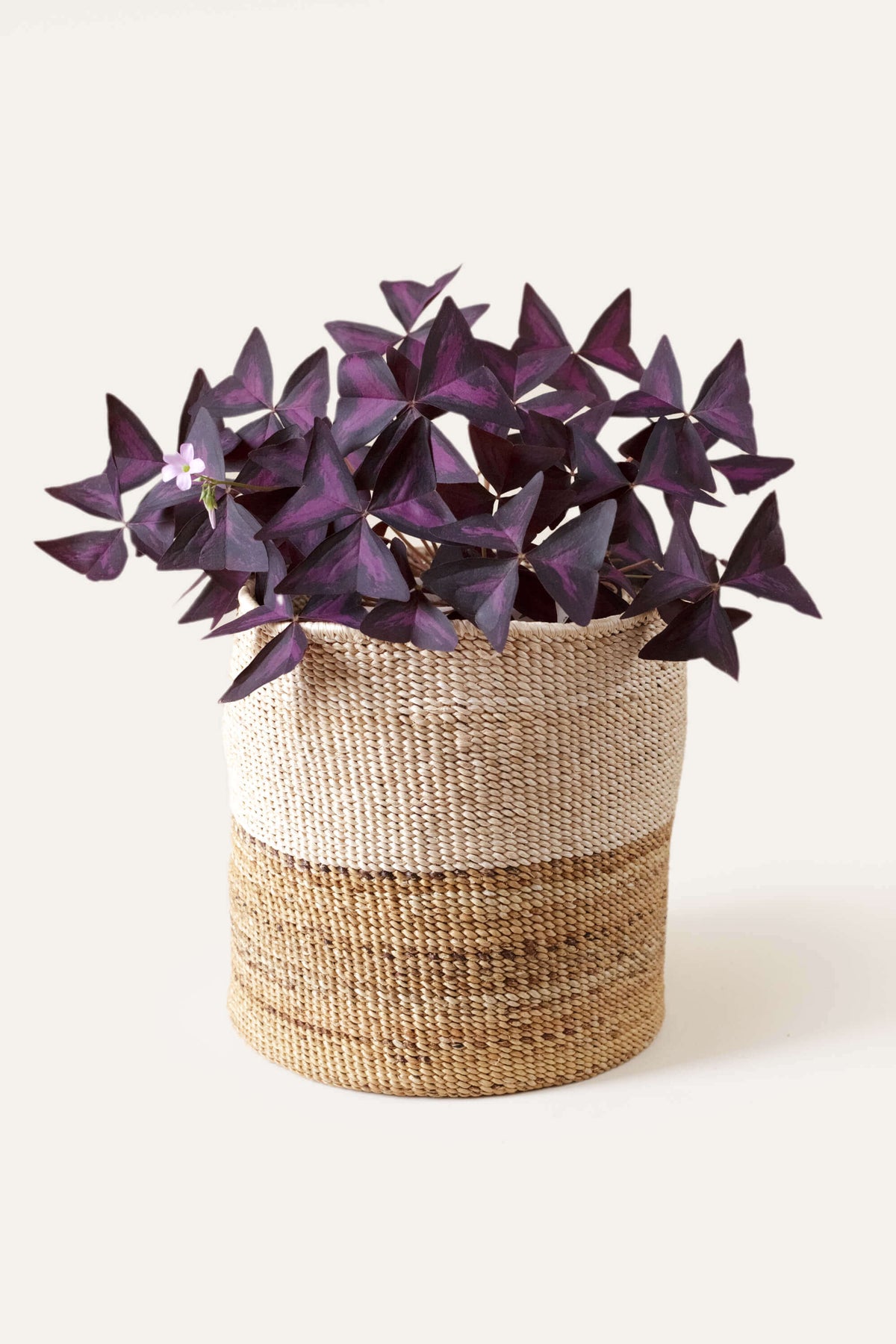 Purple flowers in a woven basket on a white background