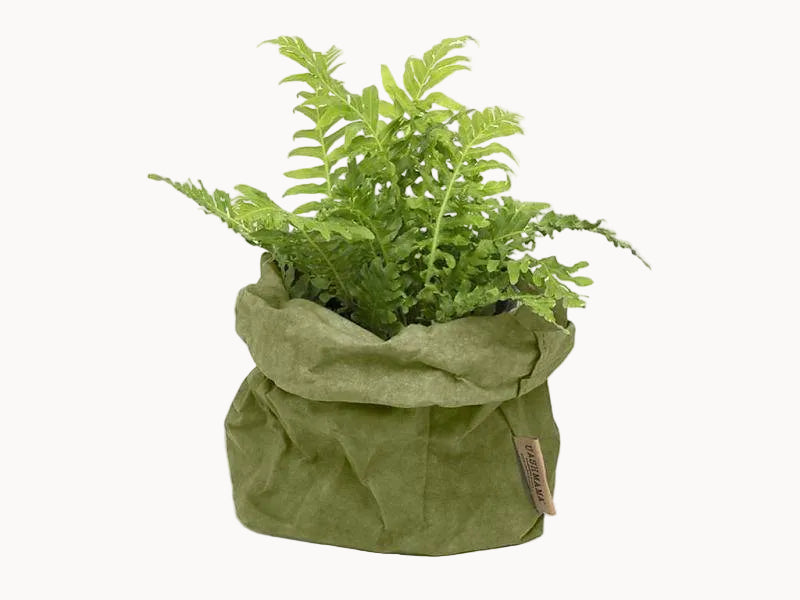 Green plant in a green fabric pot on a white background