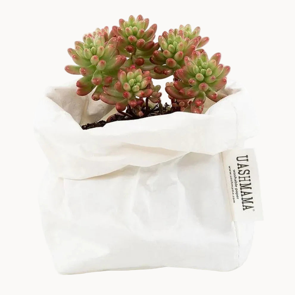 Small succulent plant in a white fabric pot with 'UASHIMAMA' branding.
