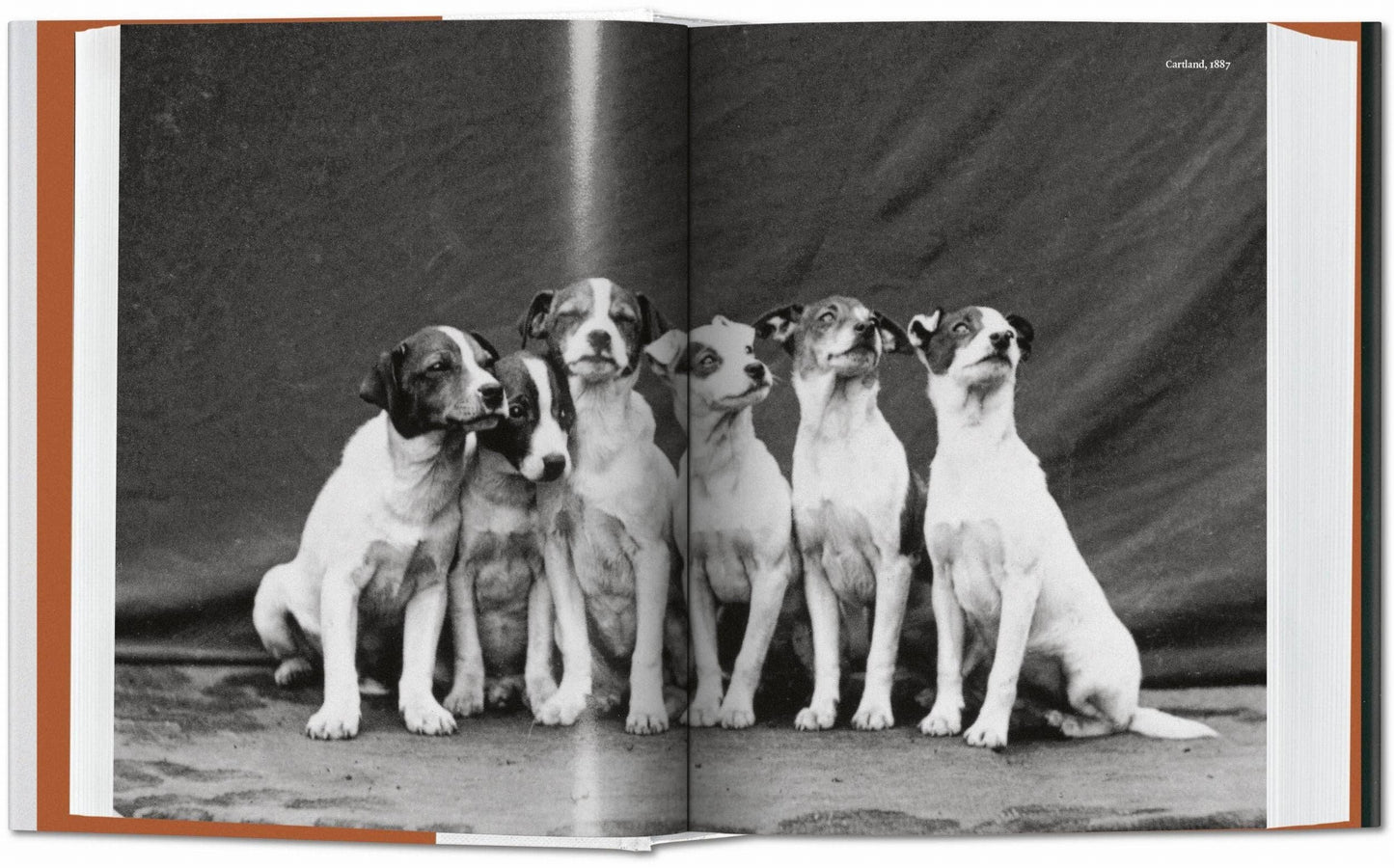 The Dog in Photography | 1839–Today