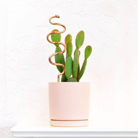 Snake Plant Stake | Sand + Terracotta