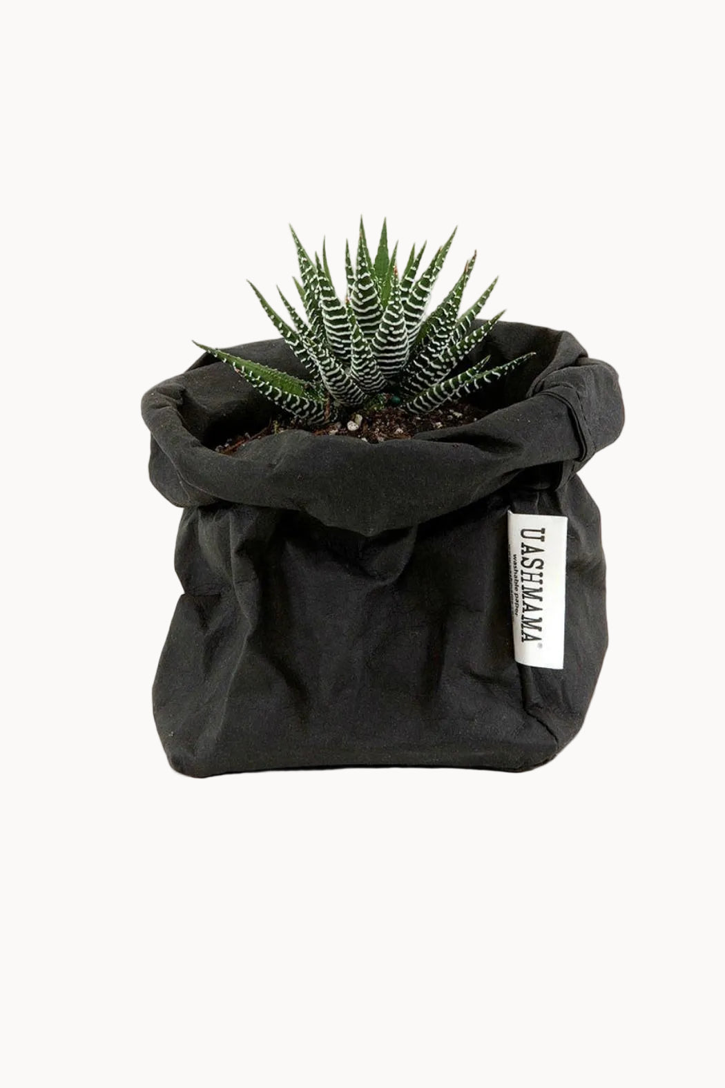 Small plant in a black fabric pot on a white background