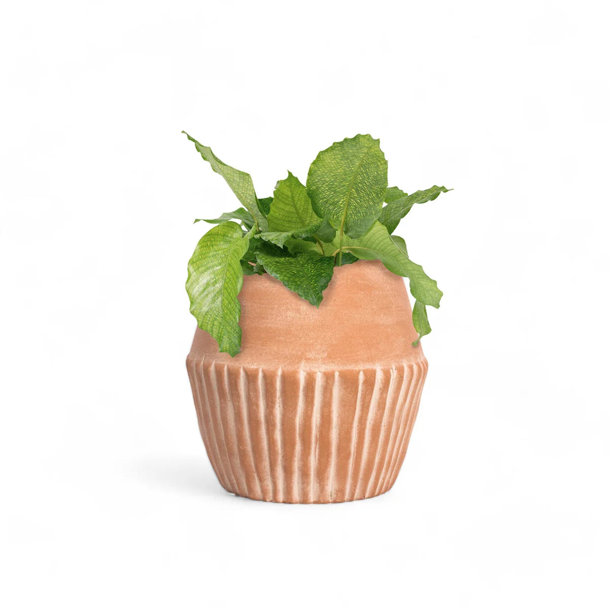 Small potted plant in a decorative pot on a white background