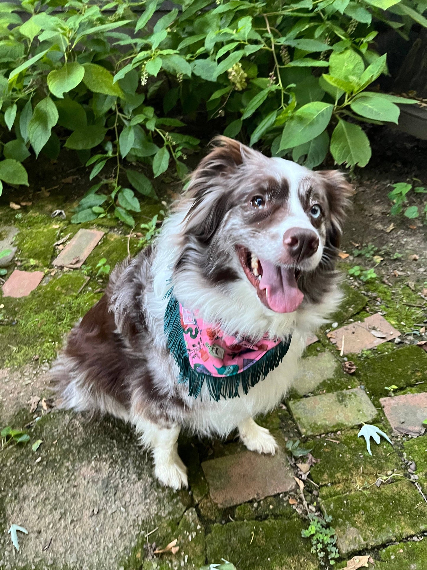 Fringed Dog Bandana | Party Potion (Multiple sizes)